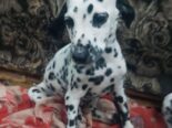 Perrito dálmata legítimo