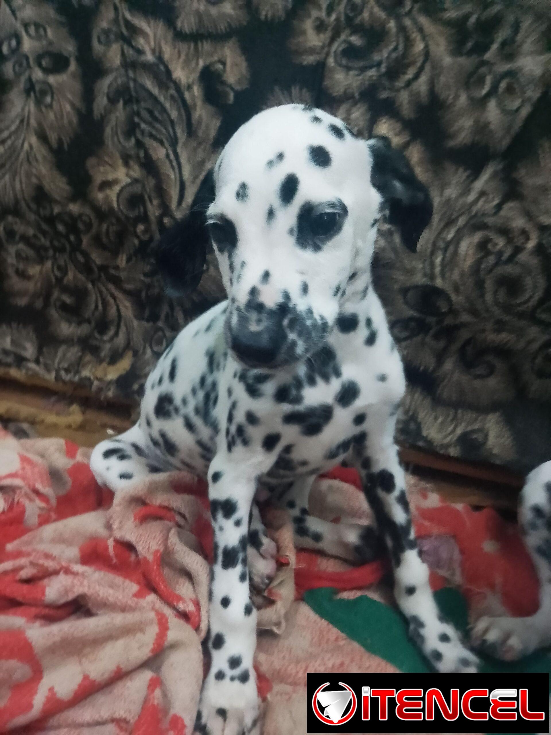 Perrito dálmata legítimo