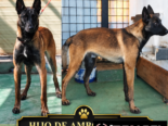 CACHORROS PASTOR BELGA MALINOIS CON MUY BUENA GENÉTICA