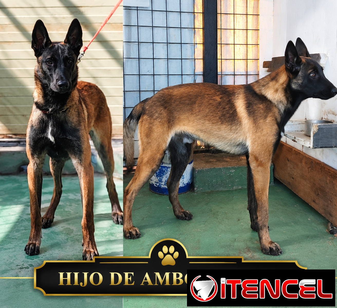 CACHORROS PASTOR BELGA MALINOIS CON MUY BUENA GENÉTICA