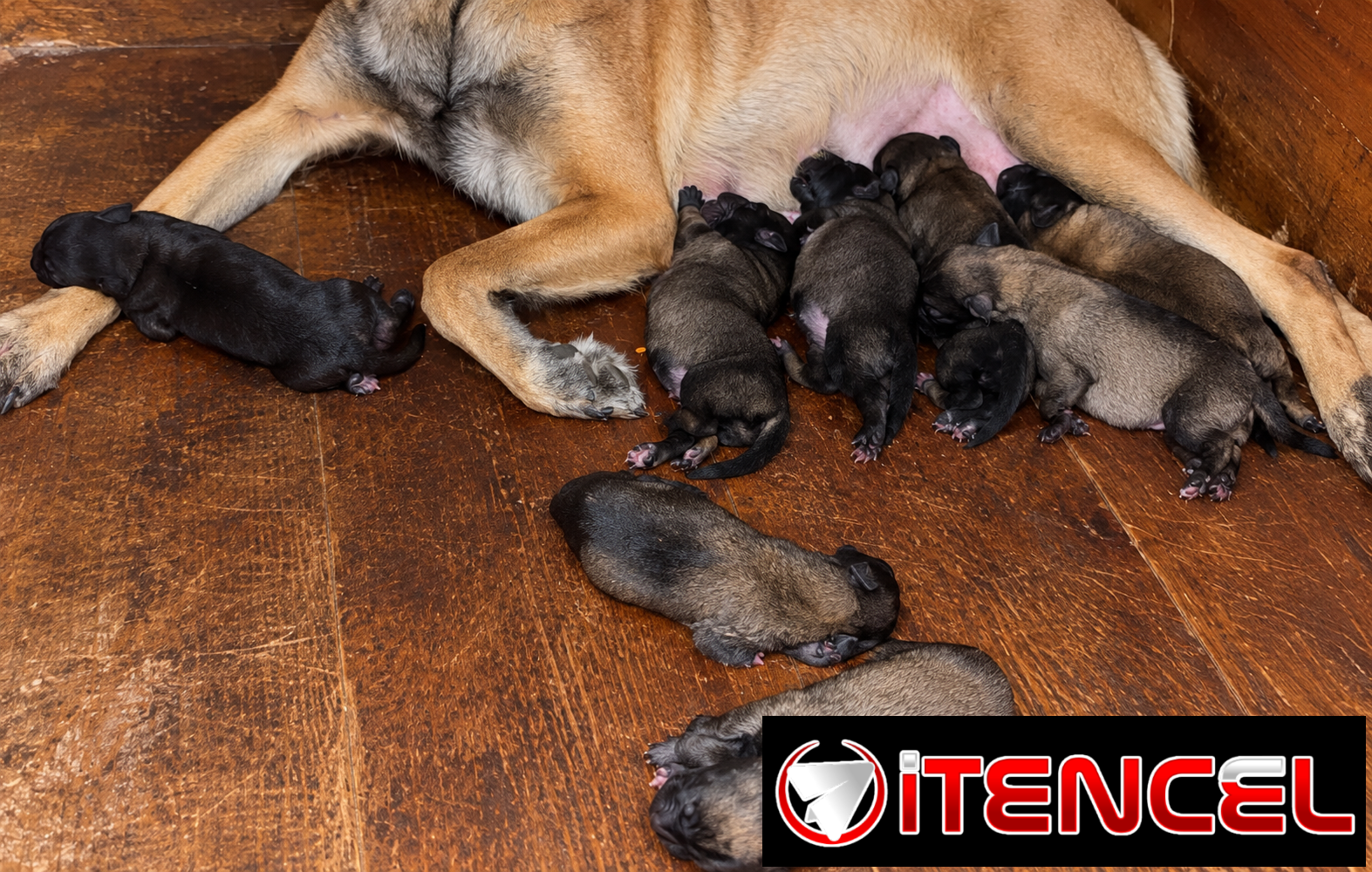 CACHORROS PASTOR BELGA MALINOIS CON MUY BUENA GENÉTICA