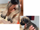 CACHORROS CANE CORSO CON PEDIGREE INTERNACIONAL