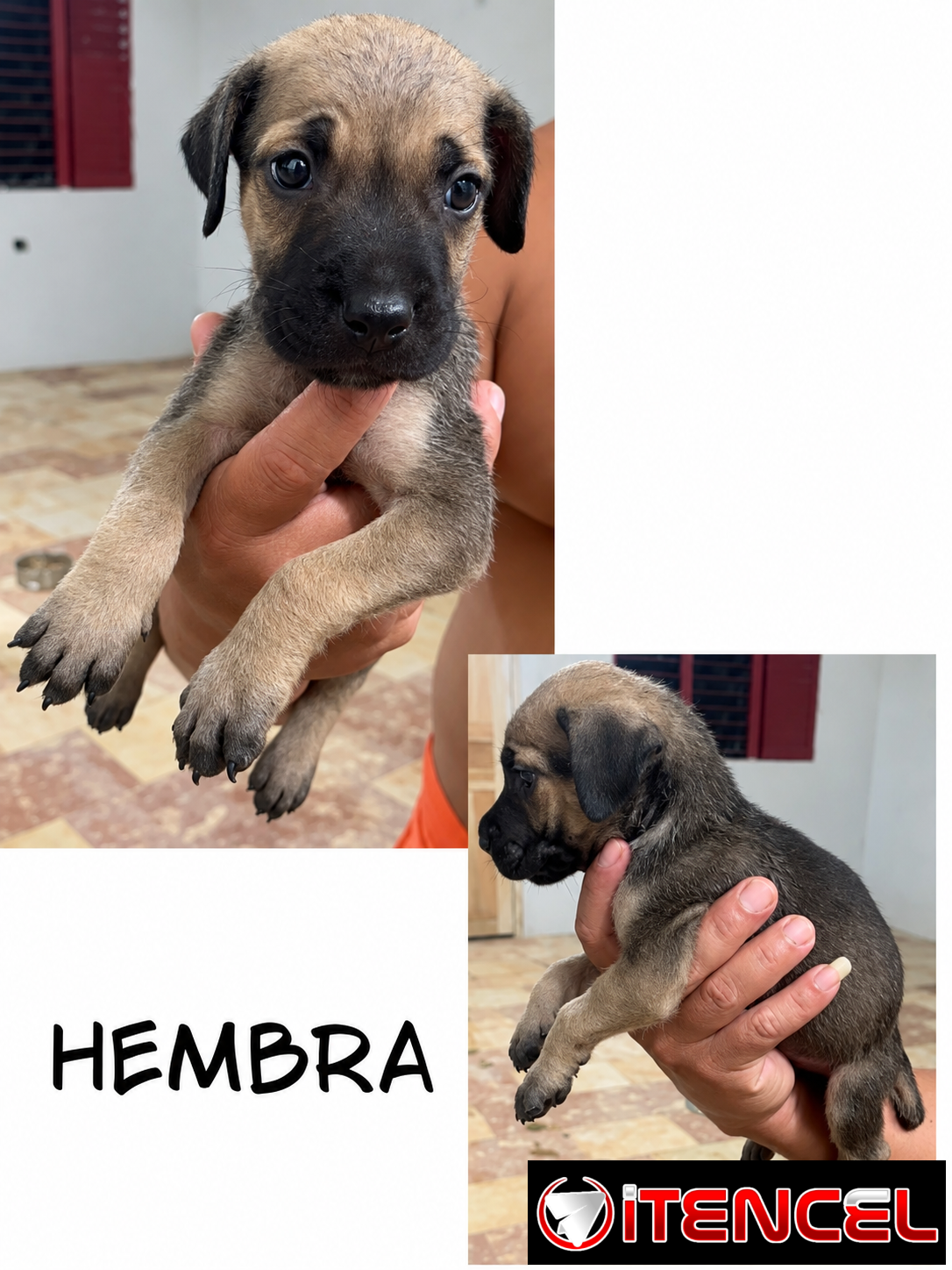CACHORROS CANE CORSO CON PEDIGREE INTERNACIONAL