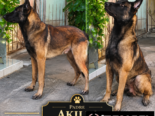 CACHORROS PASTOR BELGA MALINOIS CON MUY BUENA GENÉTICA