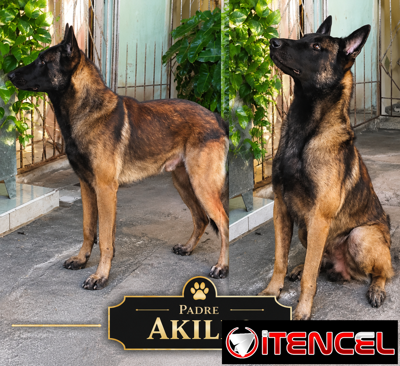 CACHORROS PASTOR BELGA MALINOIS CON MUY BUENA GENÉTICA