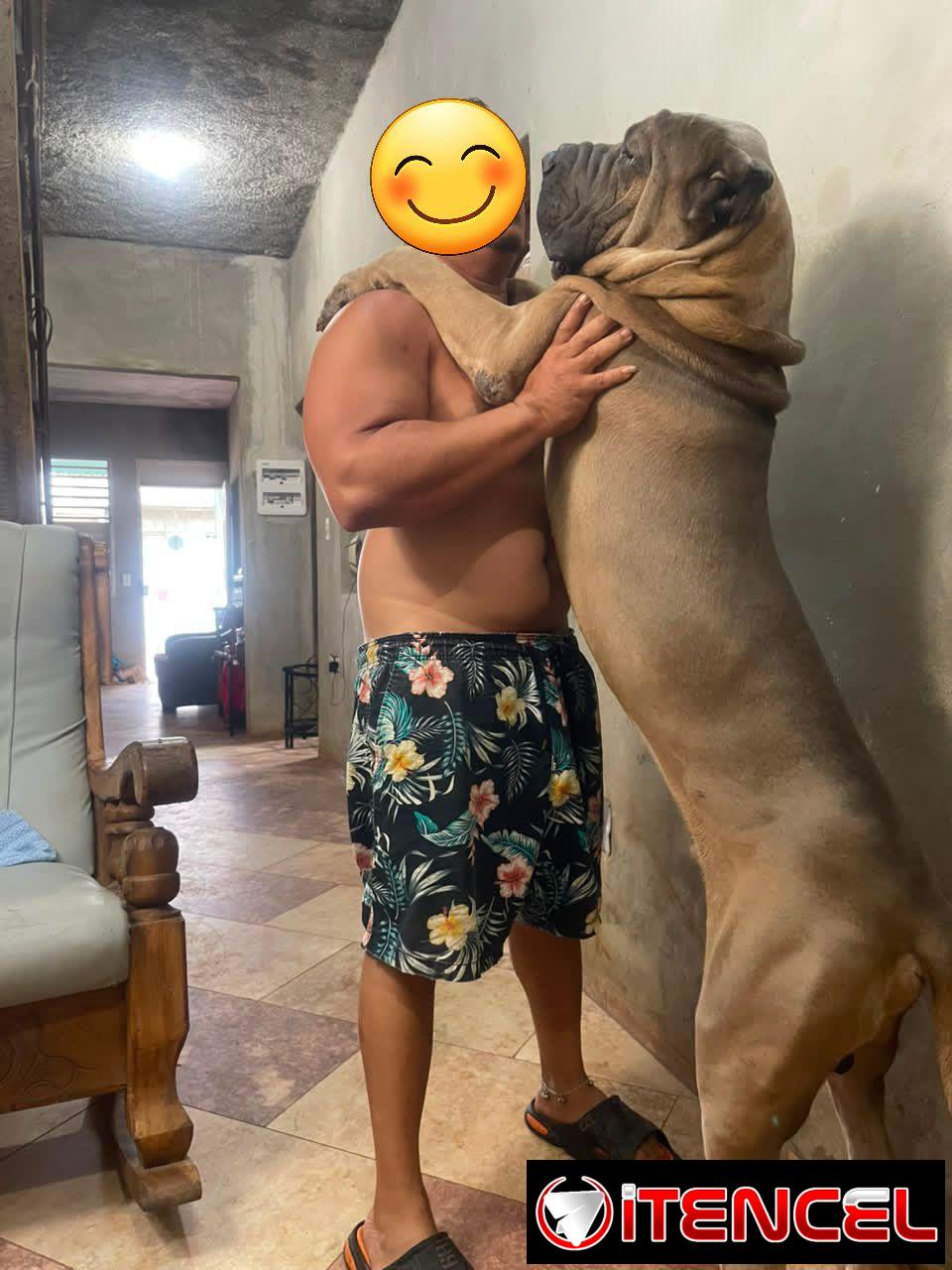 CACHORROS CANE CORSO CON PEDIGREE INTERNACIONAL