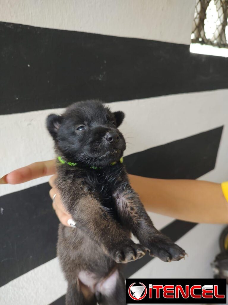 CACHORROS PASTOR BELGA MALINOIS — foto 2