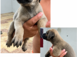 CACHORROS CANE CORSO CON PEDIGREE INTERNACIONAL