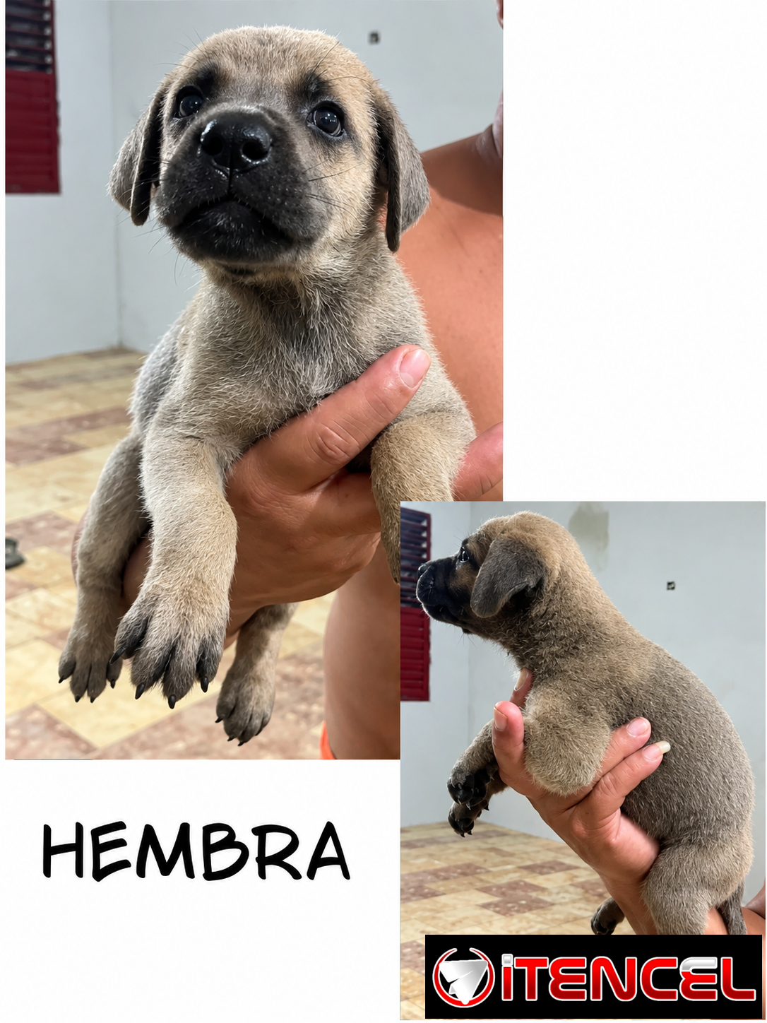 CACHORROS CANE CORSO CON PEDIGREE INTERNACIONAL