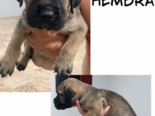 CACHORROS CANE CORSO CON PEDIGREE INTERNACIONAL