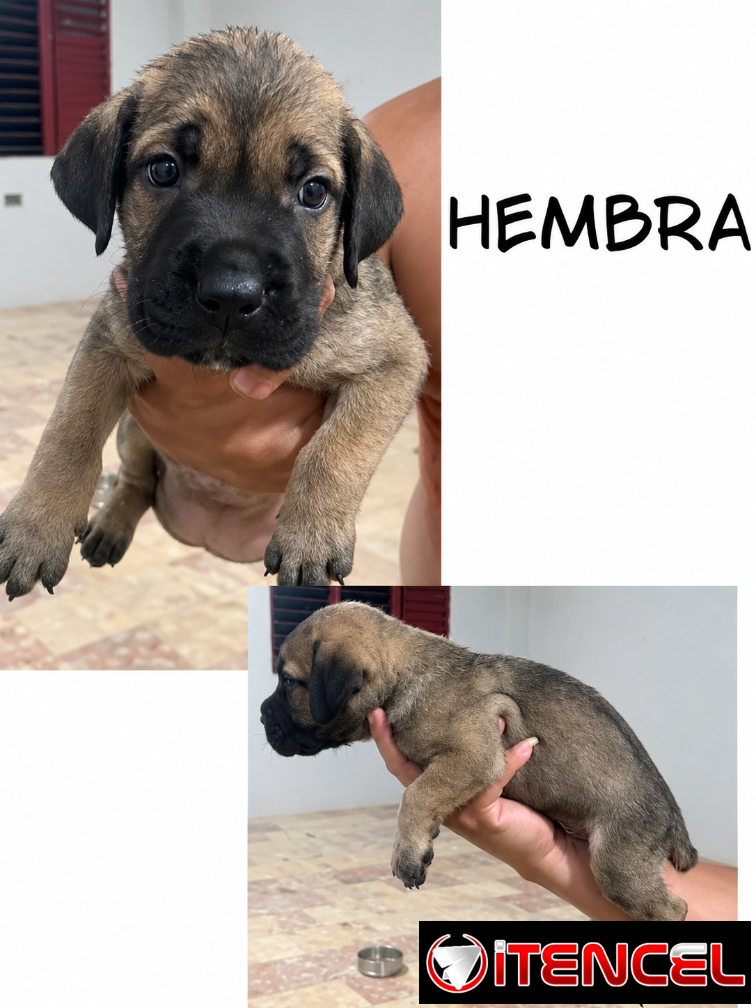 CACHORROS CANE CORSO CON PEDIGREE INTERNACIONAL