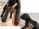 CACHORROS CANE CORSO CON PEDIGREE INTERNACIONAL