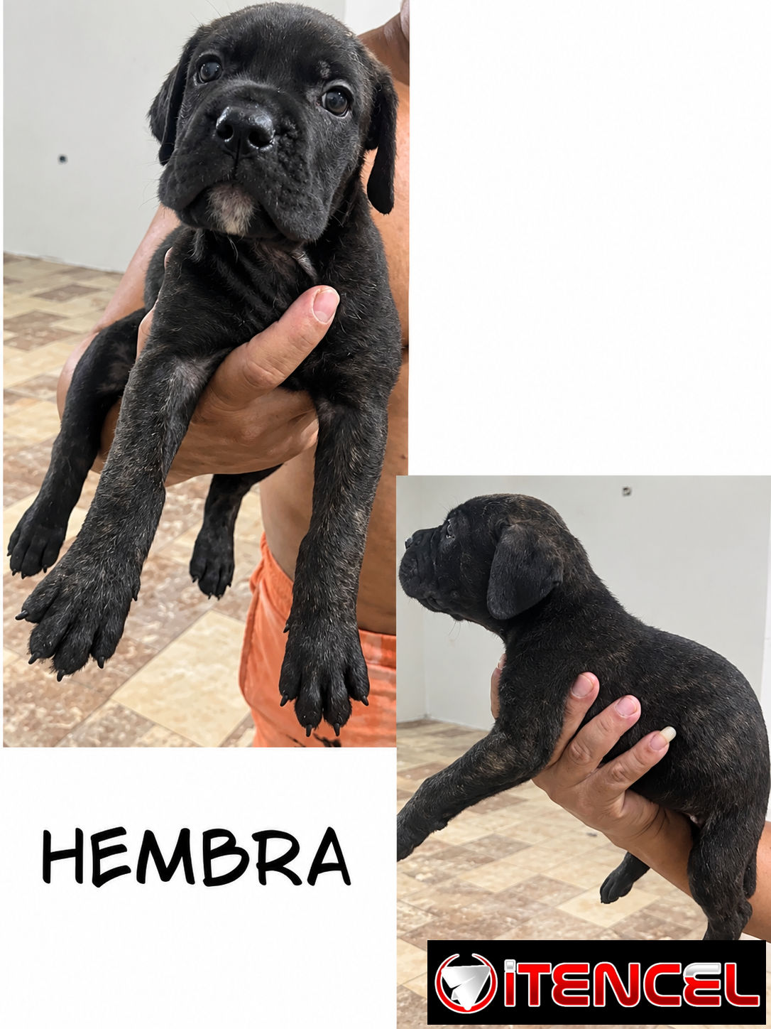 CACHORROS CANE CORSO CON PEDIGREE INTERNACIONAL