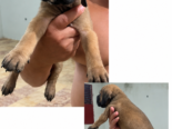 CACHORROS CANE CORSO CON PEDIGREE INTERNACIONAL