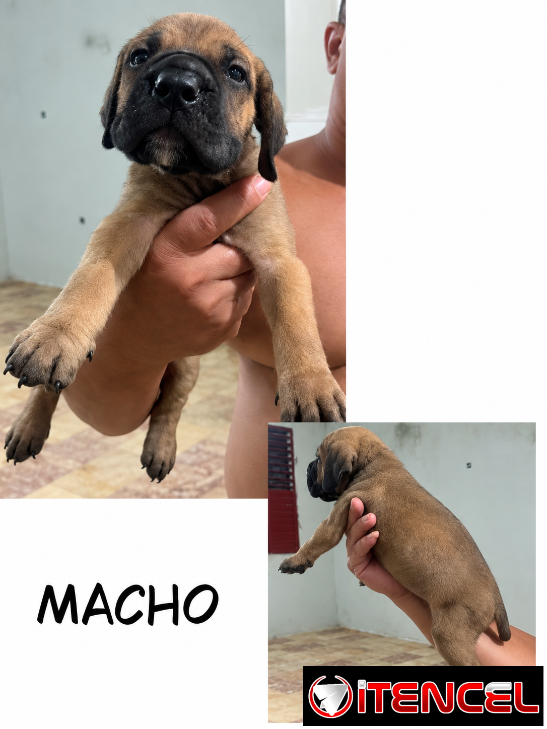 CACHORROS CANE CORSO CON PEDIGREE INTERNACIONAL