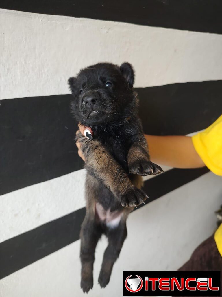 CACHORROS PASTOR BELGA MALINOIS — foto 1