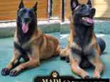 CACHORROS PASTOR BELGA MALINOIS CON MUY BUENA GENÉTICA