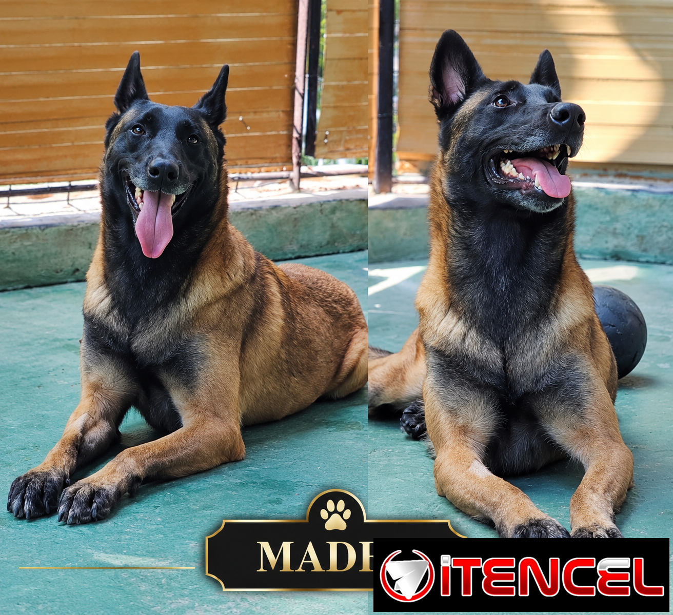 CACHORROS PASTOR BELGA MALINOIS CON MUY BUENA GENÉTICA