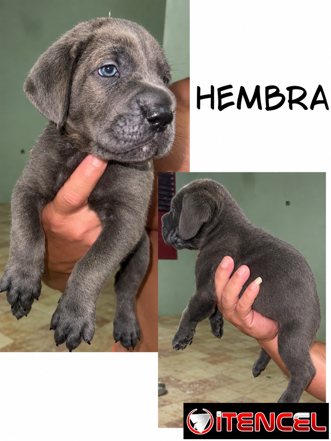 CACHORROS CANE CORSO CON PEDIGREE INTERNACIONAL