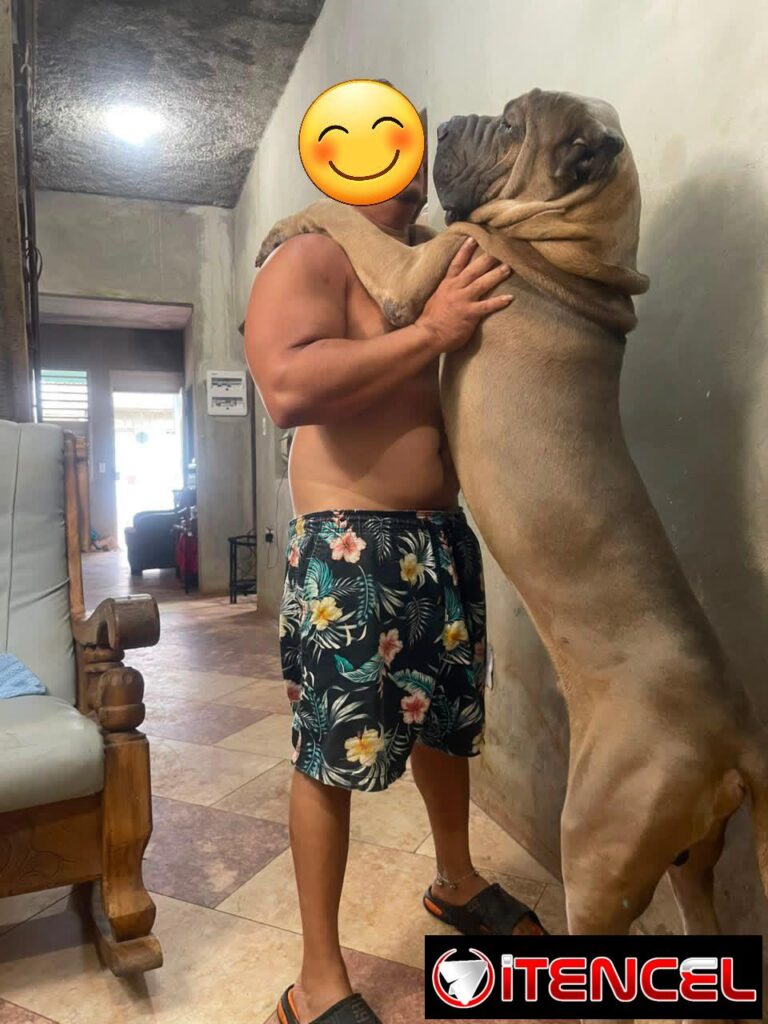 Cachorros Cane Corso con Pedigree — foto 3