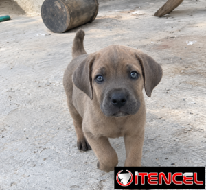 Cachorros Cane Corso con Pedigree
