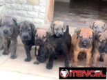 CACHORROS CANE CORSO CON PEDIGREE INTERNACIONAL