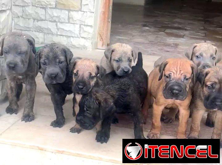 CACHORROS CANE CORSO CON PEDIGREE INTERNACIONAL