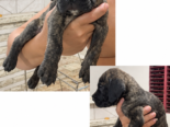 CACHORROS CANE CORSO CON PEDIGREE INTERNACIONAL