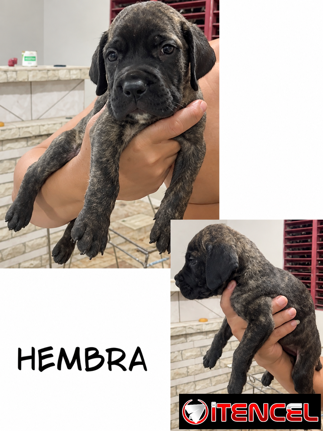 CACHORROS CANE CORSO CON PEDIGREE INTERNACIONAL