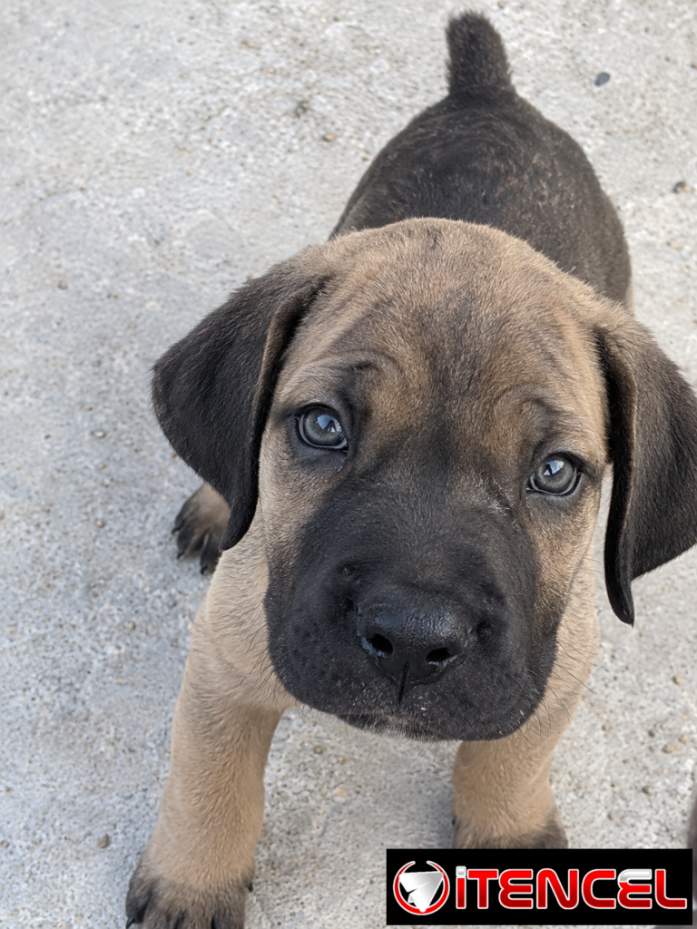 Cachorros Cane Corso con Pedigree — foto 2