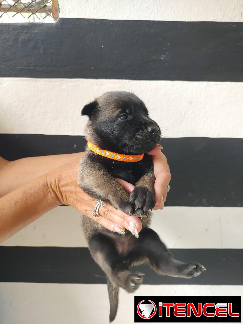 CACHORROS PASTOR BELGA MALINOIS