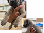 CACHORROS CANE CORSO CON PEDIGREE INTERNACIONAL