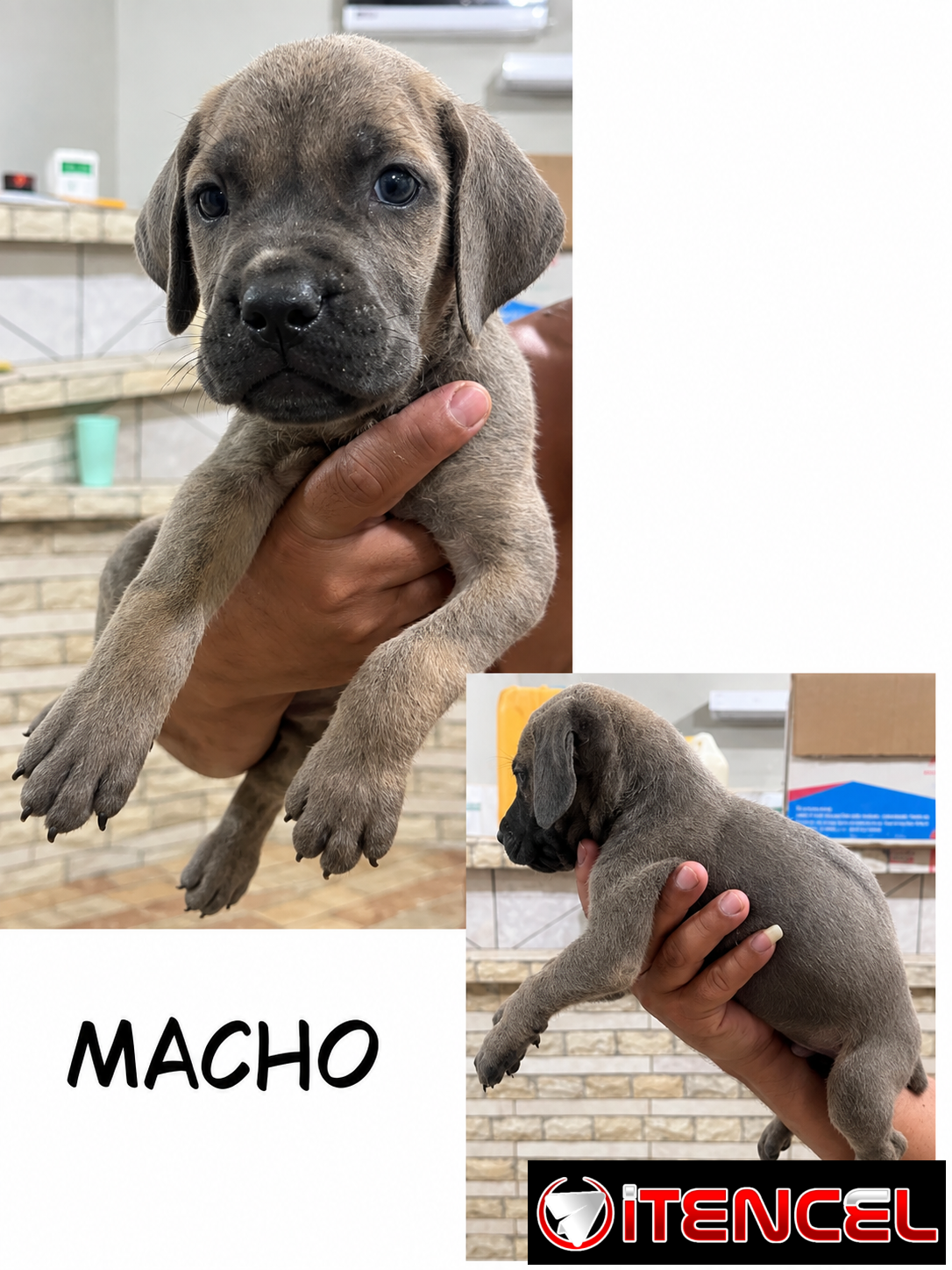 CACHORROS CANE CORSO CON PEDIGREE INTERNACIONAL