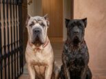 CACHORROS CANE CORSO CON PEDIGREE INTERNACIONAL