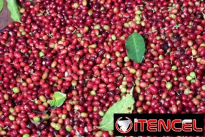 +256790560642 We source Robusta and Arabica coffee bulk green beans
