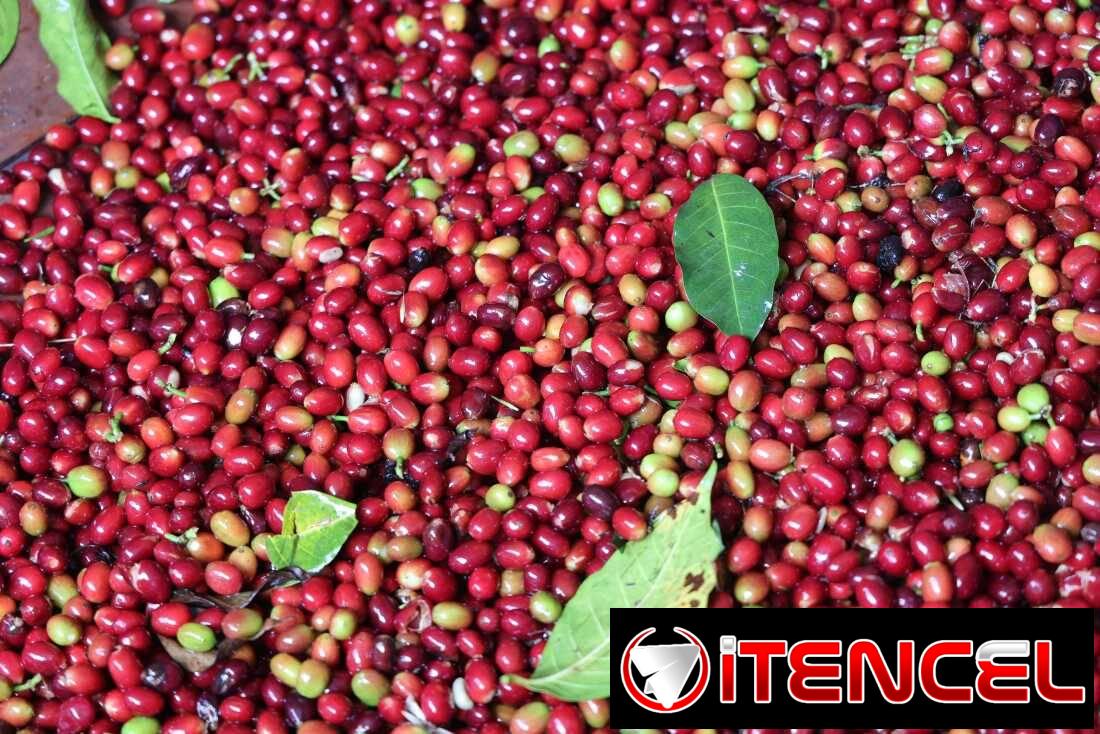 +256790560642 We source Robusta and Arabica coffee bulk green beans