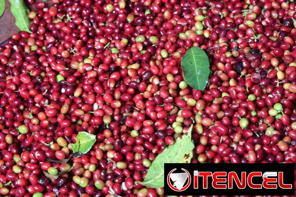 +256790560642 We source Robusta and Arabica coffee bulk green beans
