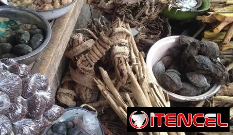TRADITIONAL HEALER ✯ [+2782-662-3707] ╬ SANGOMA in Modimolle, Zebediela, Senwabarwana, Dendron, Naboom , Botokwa, bronkhorstprui